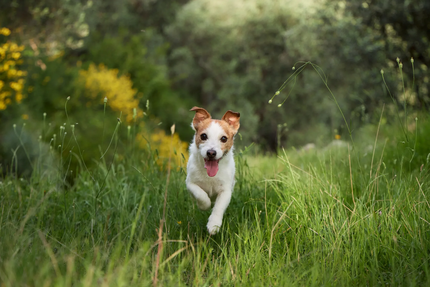 A dog running flat out toward the camera across a green field, the recall that off-leash board and train is judged by