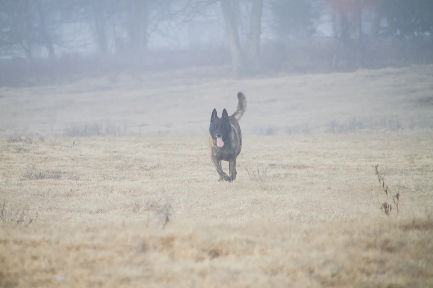 A dog sprinting back to its handler across open ground on a recall, the reliability a Malinois needs before any off-leash freedom