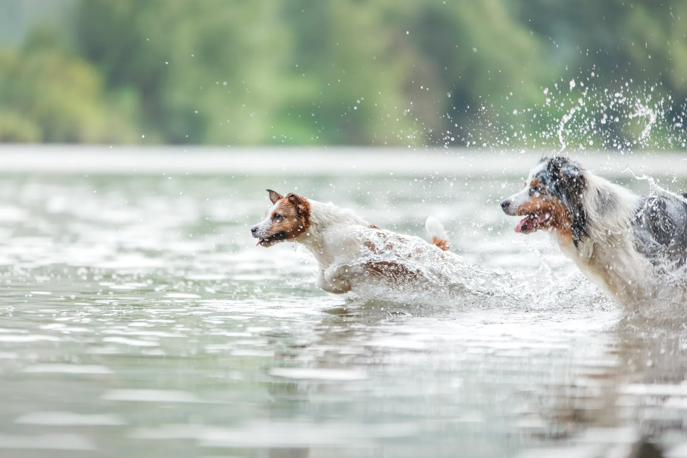 A Jack Russell terrier leaping into water in mid-air