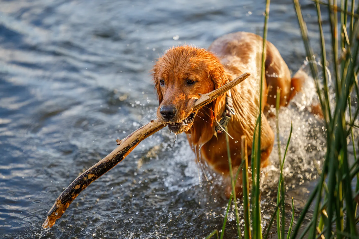 A golden retriever fetching a stick from the water, the lake dog Conroe families bring us