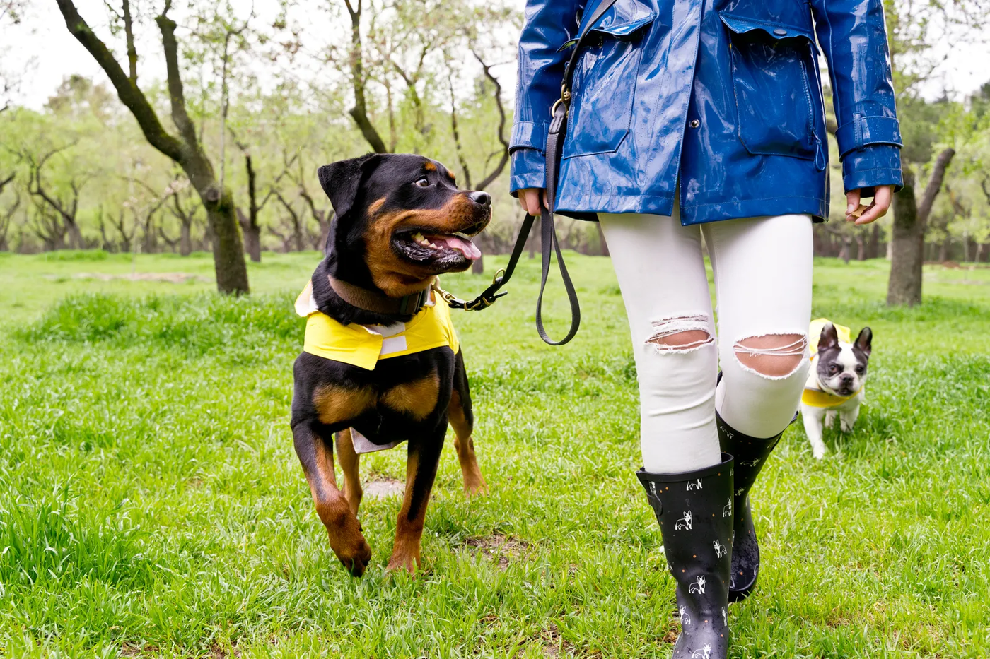 A Rottweiler in a raincoat running along a path, the kind of weather a Houston walk includes in storm season