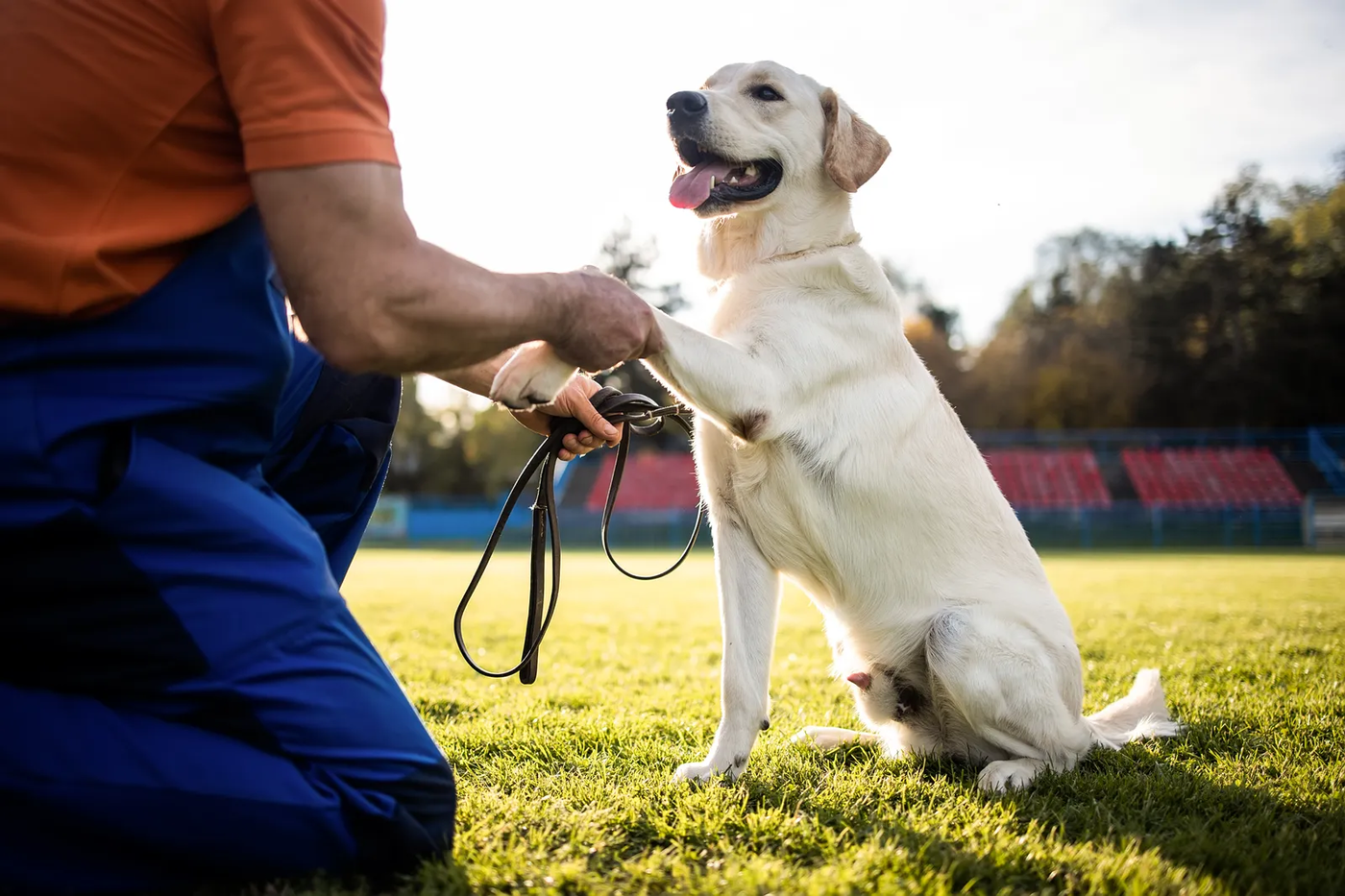 A man training his dog in a field at sunset, the daily work a boot camp stay is made of