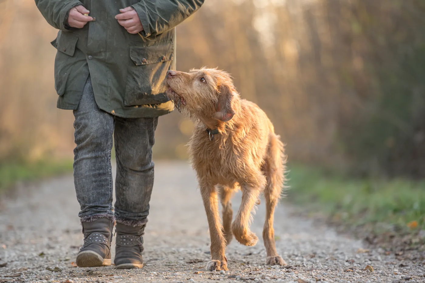 A female handler walking an obedient Vizsla on a loose leash, the trail walk Heights dogs do daily