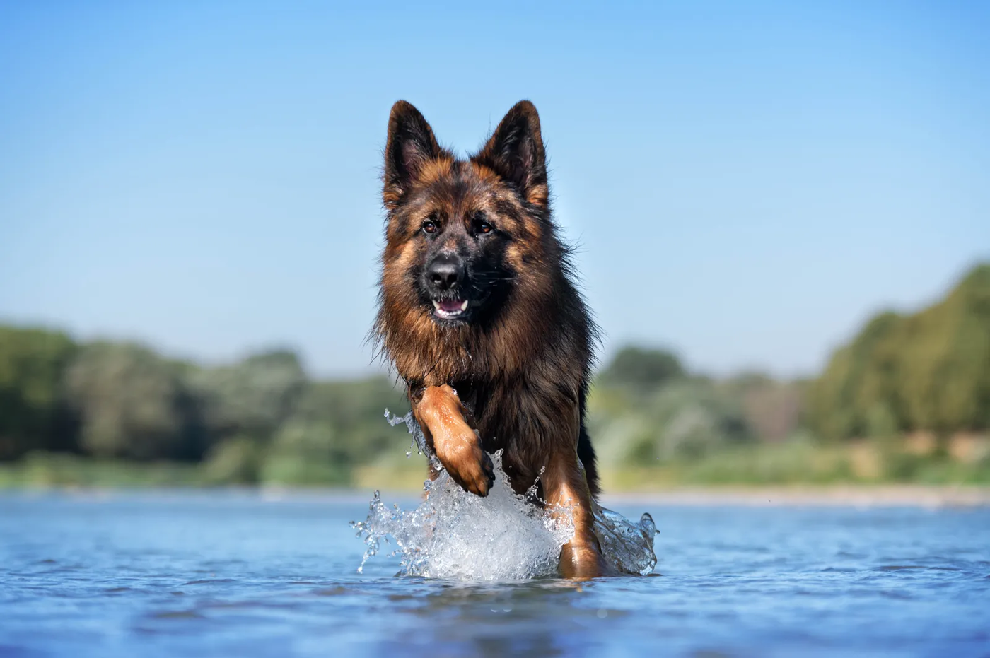 A German shepherd running along a riverbank, the water's edge a leashed preserve keeps a dog back from
