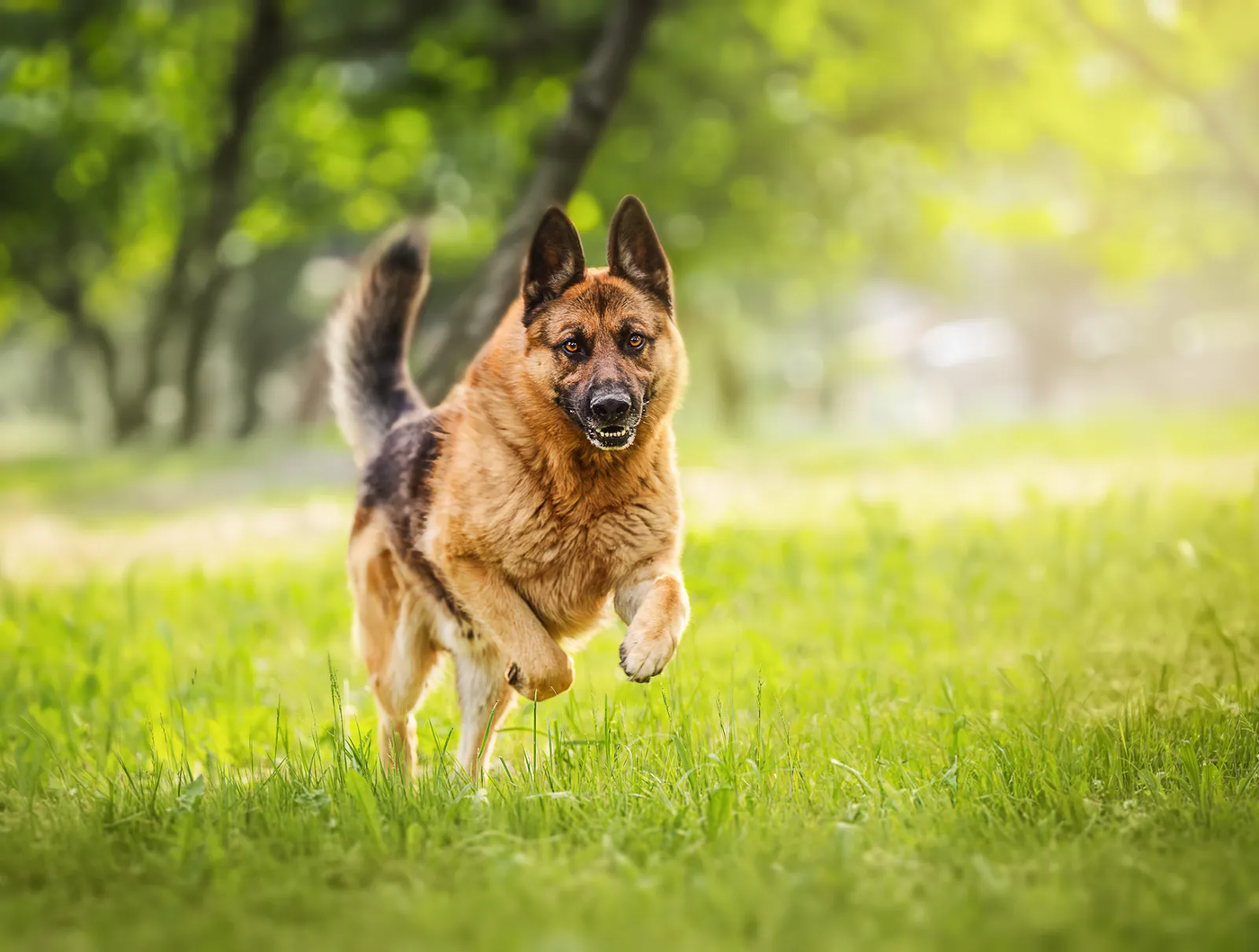 A German shepherd running flat out across a meadow, the drive a Malinois program has to channel