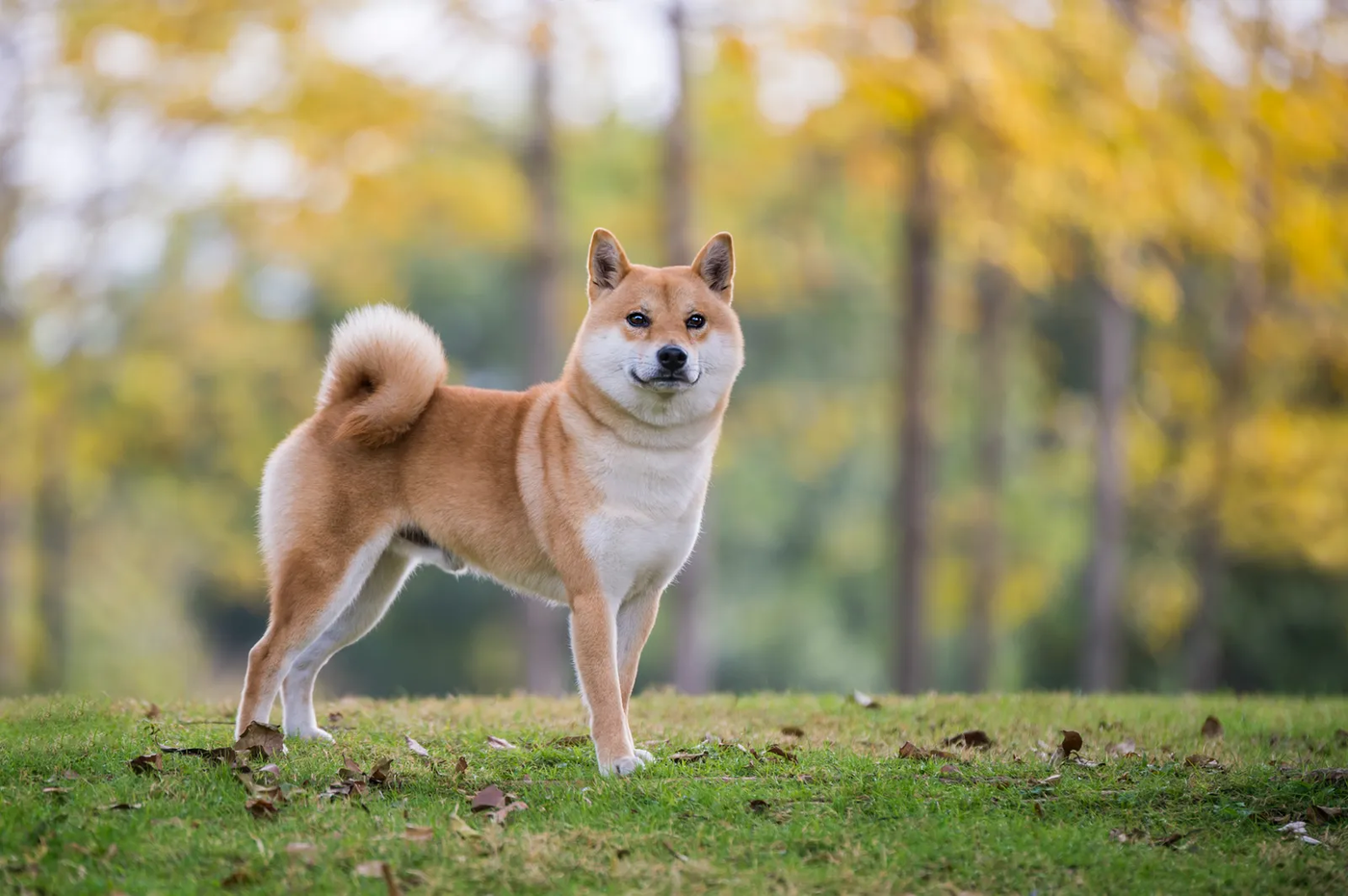 A Shiba Inu sitting in park grass, the kind of small dog the separate section is for