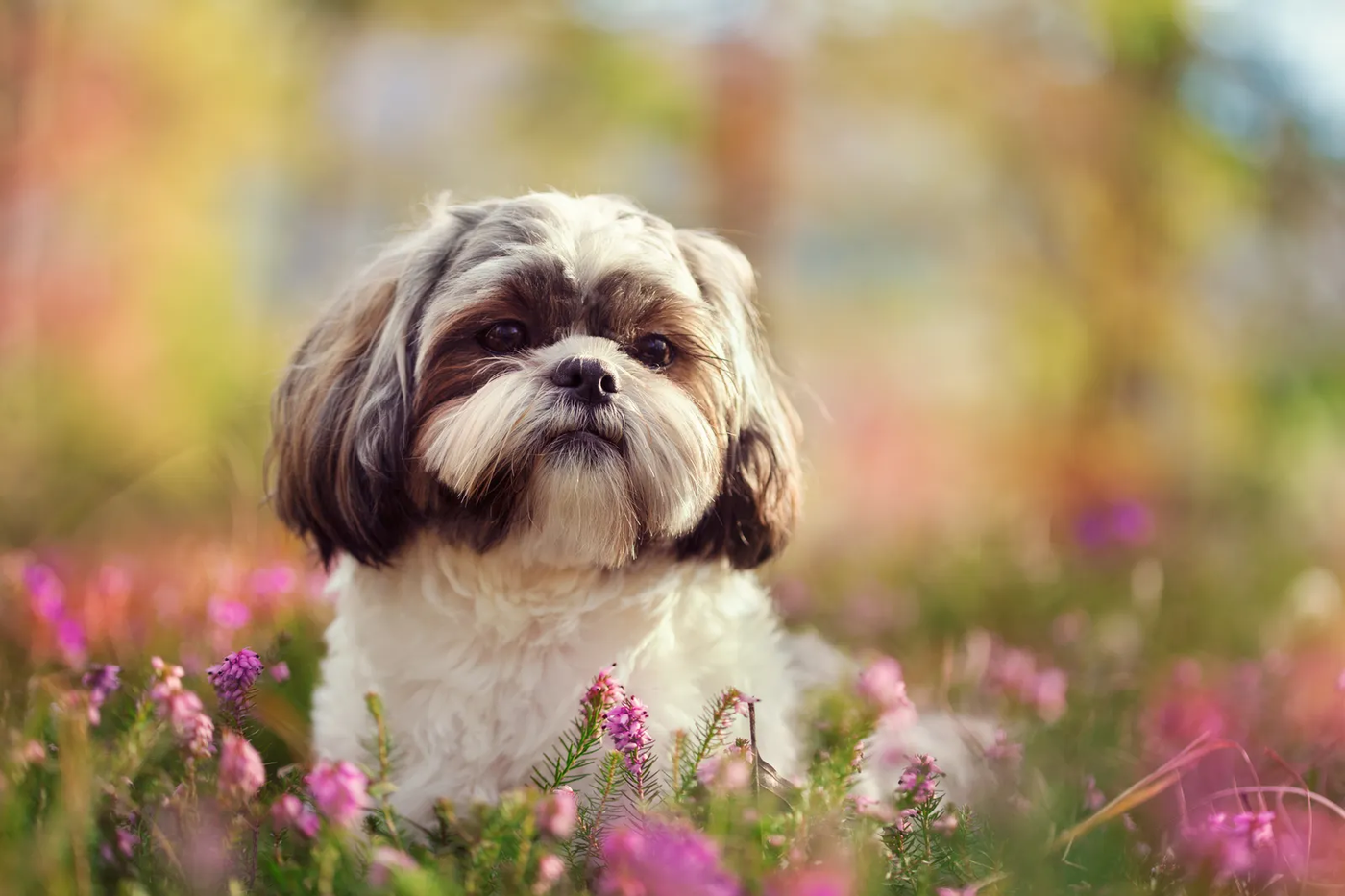 A shih tzu lying among pink wildflowers with its coat in a puppy cut, the summer trim the breed needs in Houston