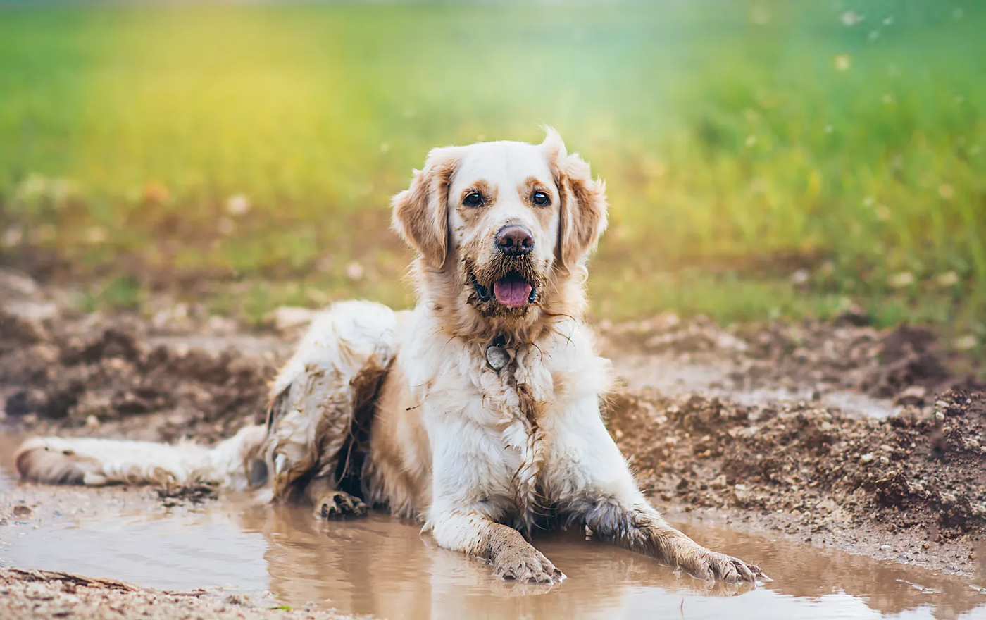 A golden retriever standing in a muddy spring field, the breed at its happiest and most in need of a recall