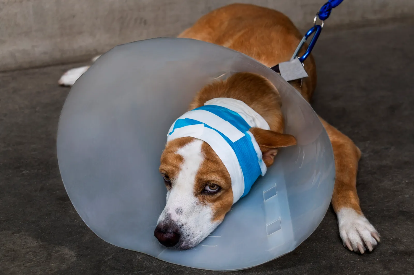 A dog lying on a blanket with a bandaged leg and a cone collar, resting after veterinary care