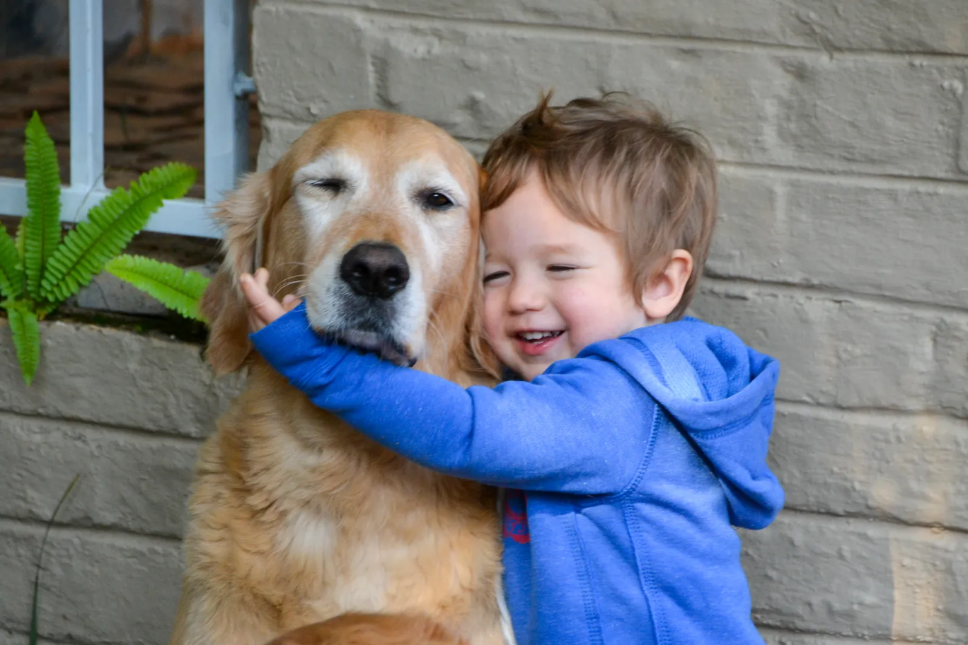 A little boy hugging a golden retriever, the closeness that needs rules before it is safe