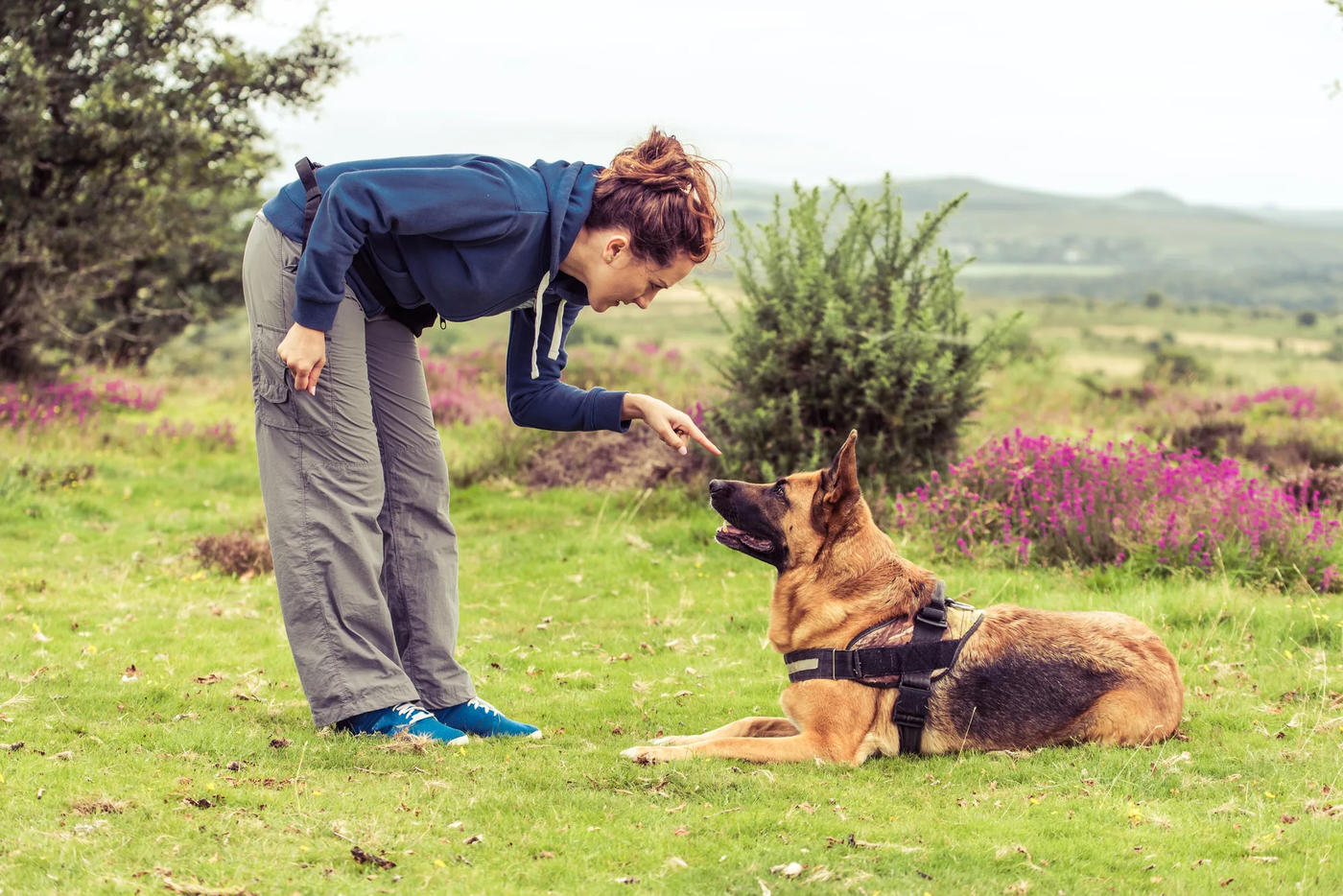 A trainer cueing a sit from a dog in an open field, the long-line work an acreage lesson in Fulshear starts with