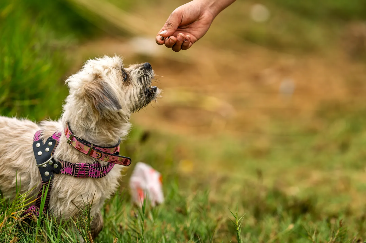 A dog taking a treat from a trainer's hand during outdoor training