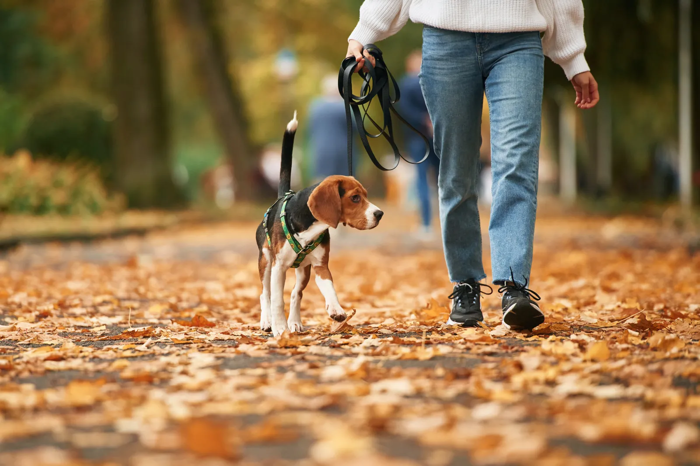 A cocker spaniel on a leash beside a woman on a walk