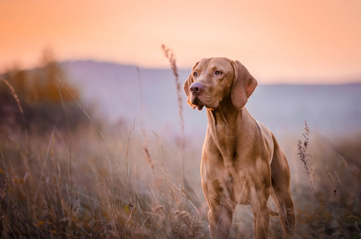 A close head portrait of a Hungarian Vizsla, the thin red coat that handles heat better than the engine underneath it