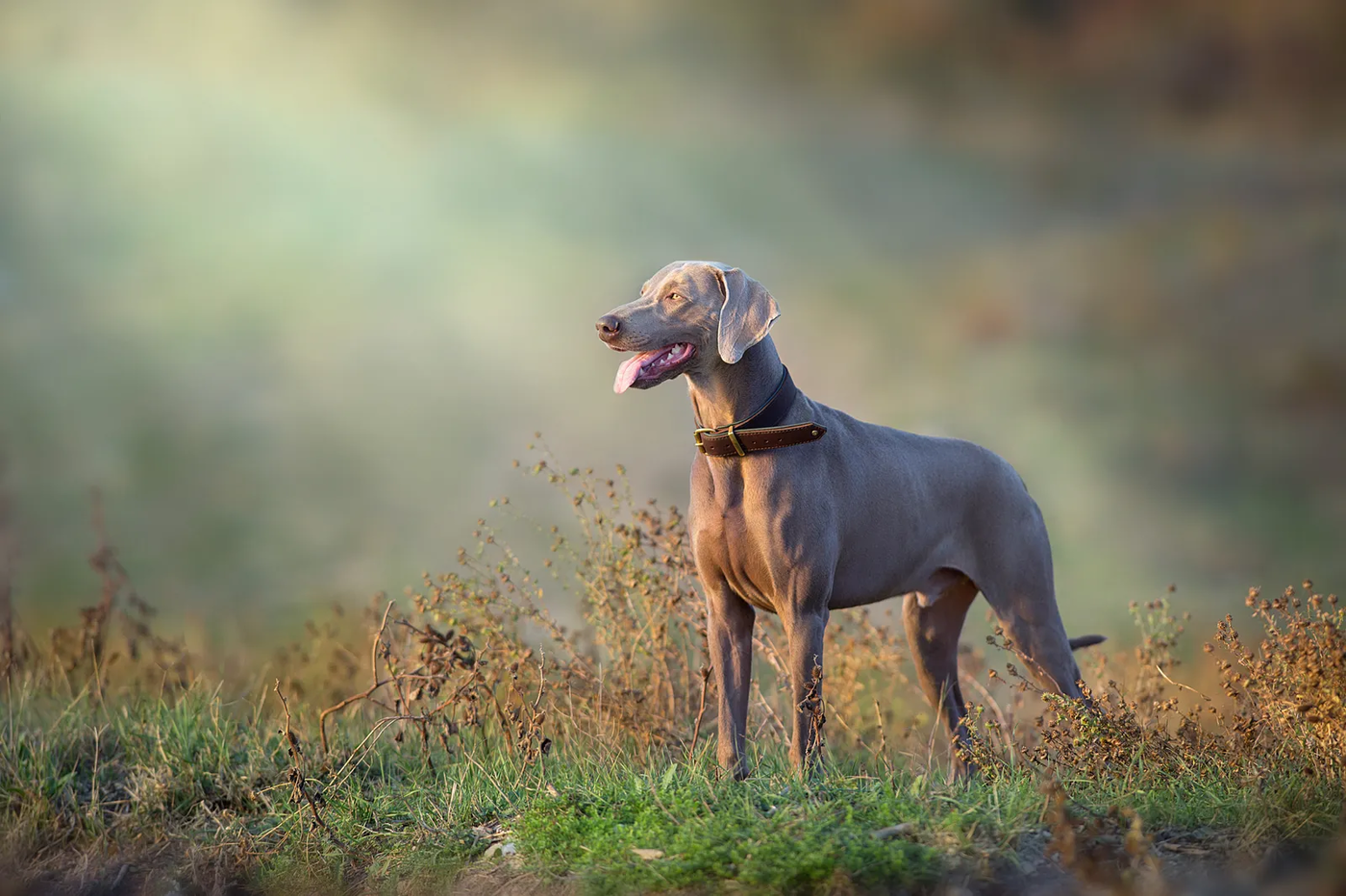 A Weimaraner in a collar pointing outdoors in autumn brush