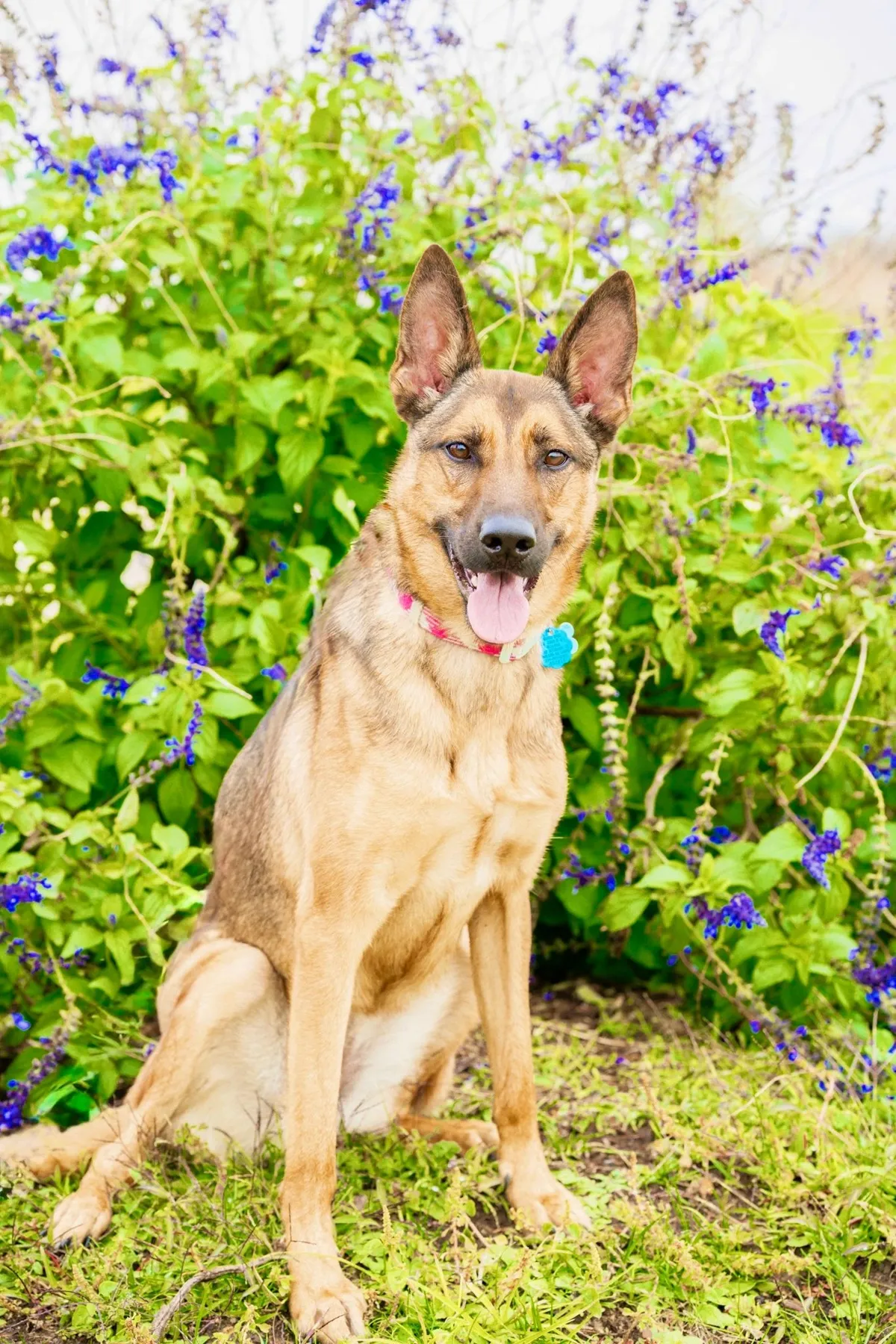 Platinum Board & Train: A shepherd mix sitting calmly beside purple flowers