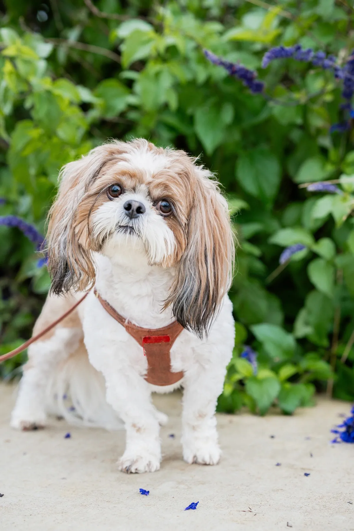 Silver Foundation Program: A young dog holding a calm sit on a leash