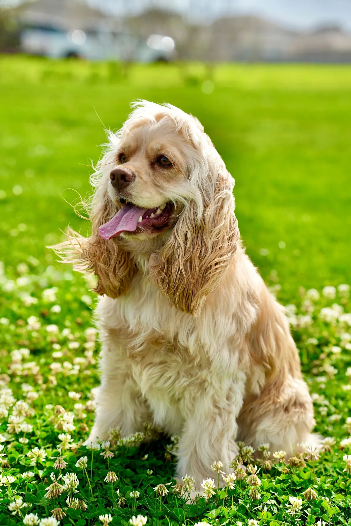 Best Dog University board and train graduate: A cocker spaniel sitting in the grass