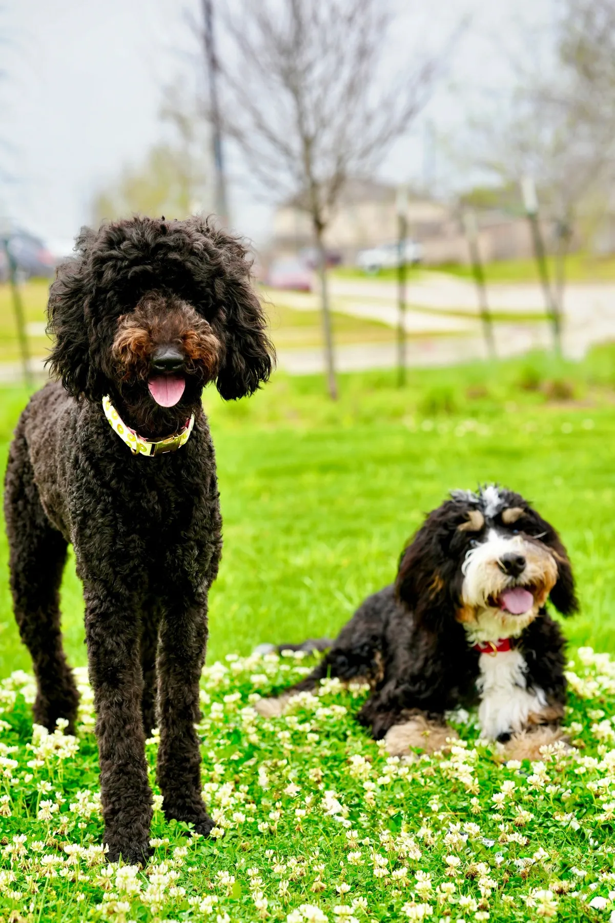 VIP Service-Dog-Level Board & Train: A focused working dog holding position on a leash