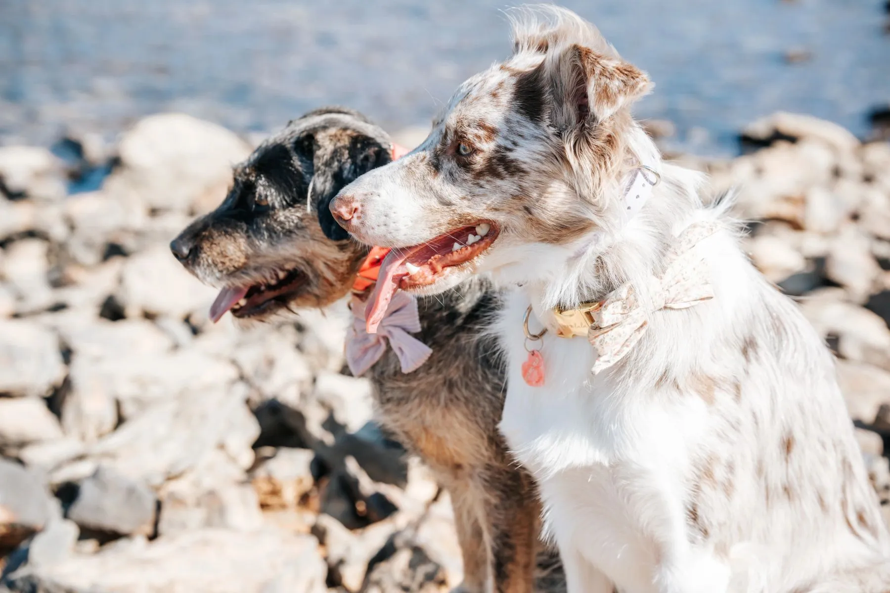 Two Australian shepherds on the rocks by the water after board and train dog training in Houston