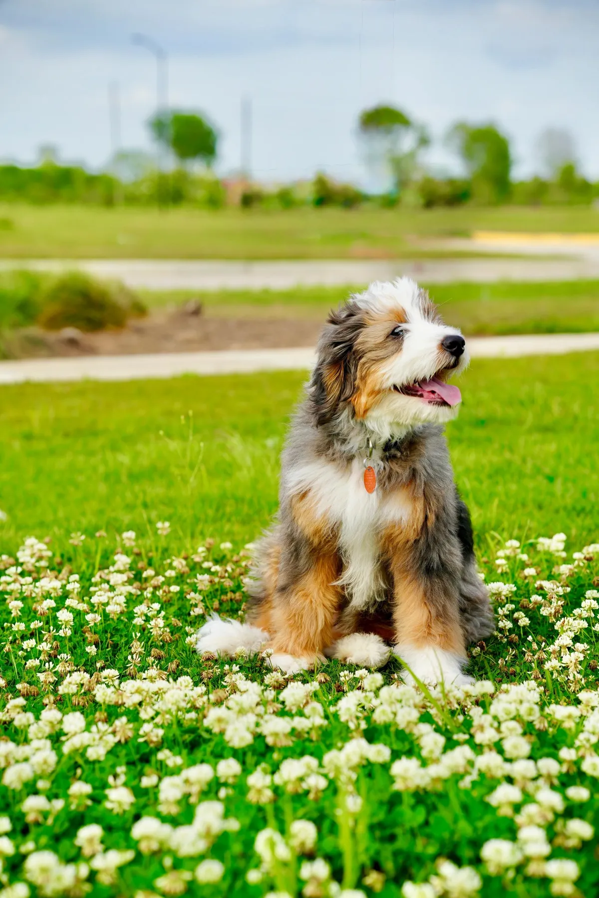 Gold Board & Train: A young bernedoodle sitting in a field of clover, the age most Gold Board & Train dogs are