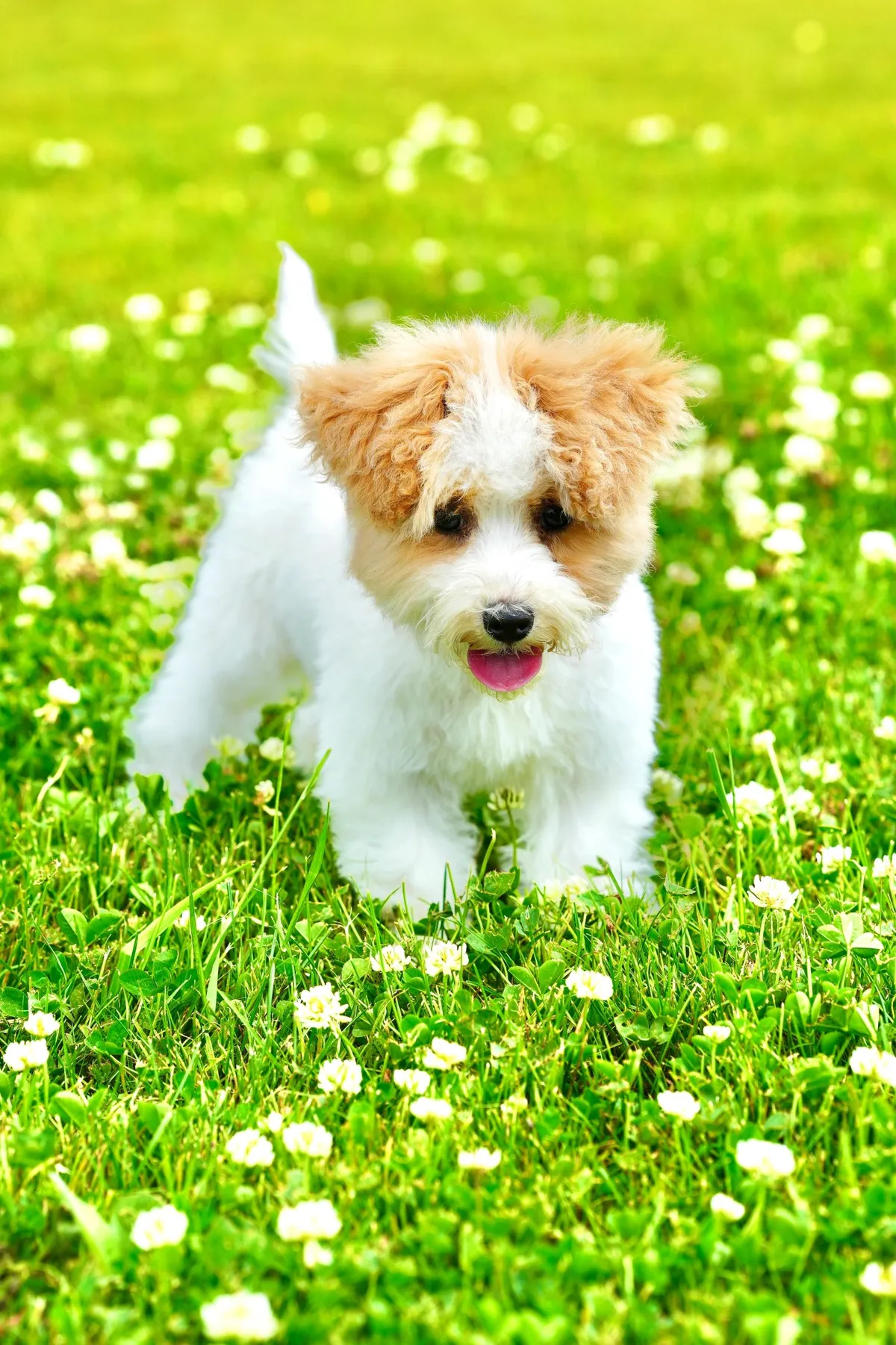 Best Dog University board and train graduate: A fluffy puppy standing in the grass