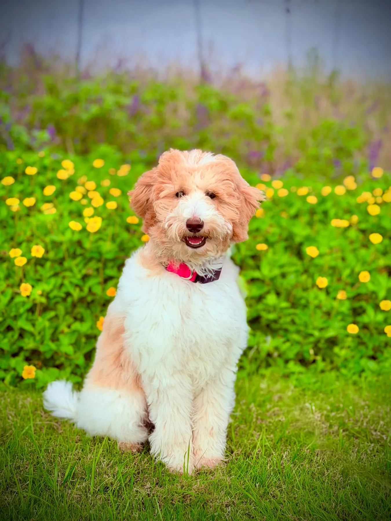 Best Dog University board and train graduate: A goldendoodle sitting among yellow flowers