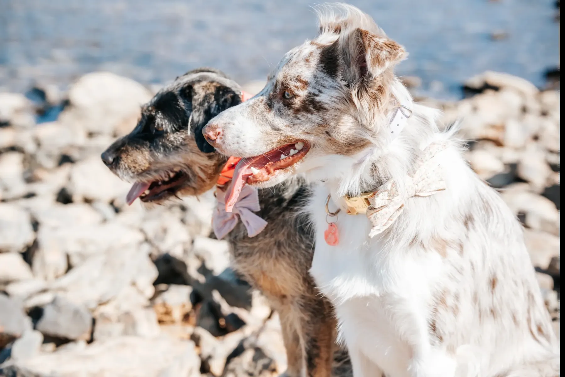 Two Australian shepherds holding a calm sit side by side on lakeside rocks near Houston