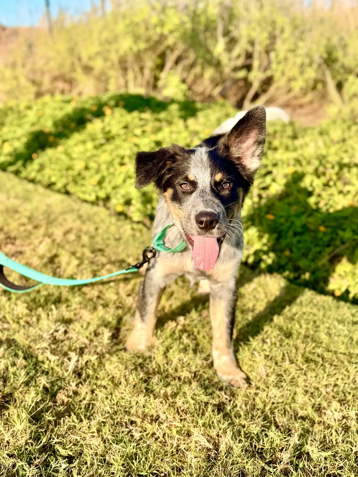 An Australian shepherd mix in a teal harness sitting in tall grass on a Cypress trail