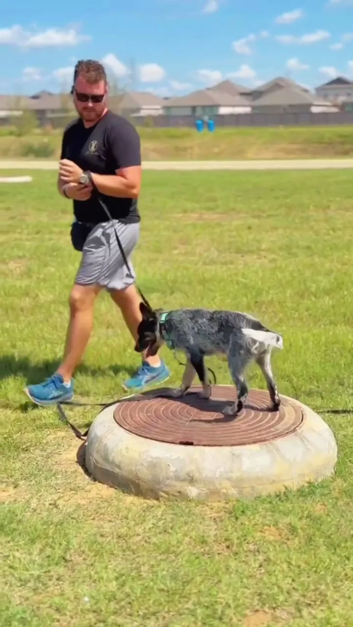 Our trainer working a dog on a raised place platform in an open field
