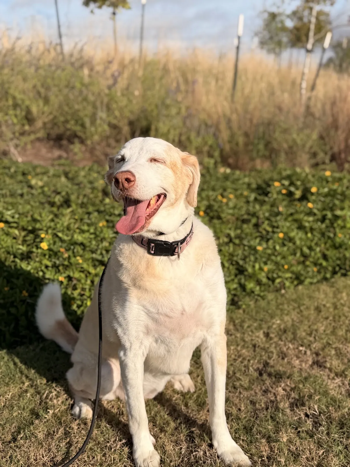 A yellow Lab sitting on a lawn by the sidewalk, a Best Dog University dog holding position on a neighborhood walk