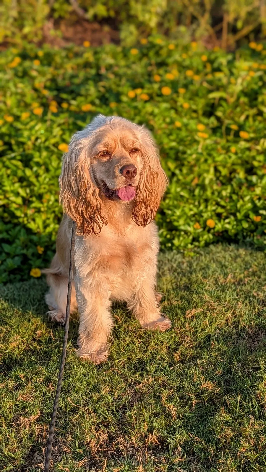 A cocker spaniel, one half of the cockapoo cross, sitting in front of green shrubs at the training home
