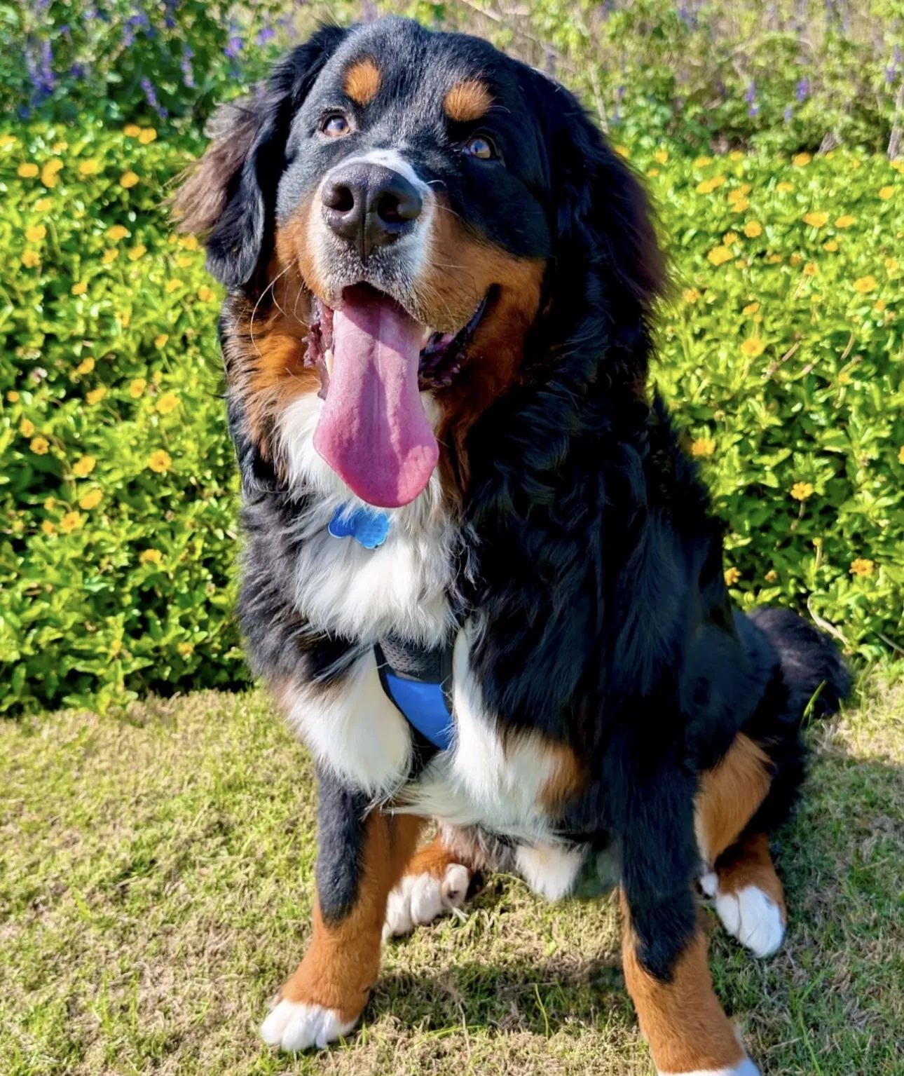 A Best Dog University Bernese mountain dog sitting in the grass