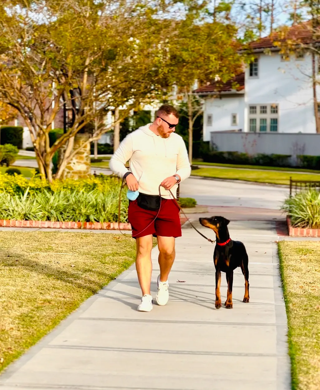 Our trainer walking a Doberman on a loose leash along a neighborhood sidewalk
