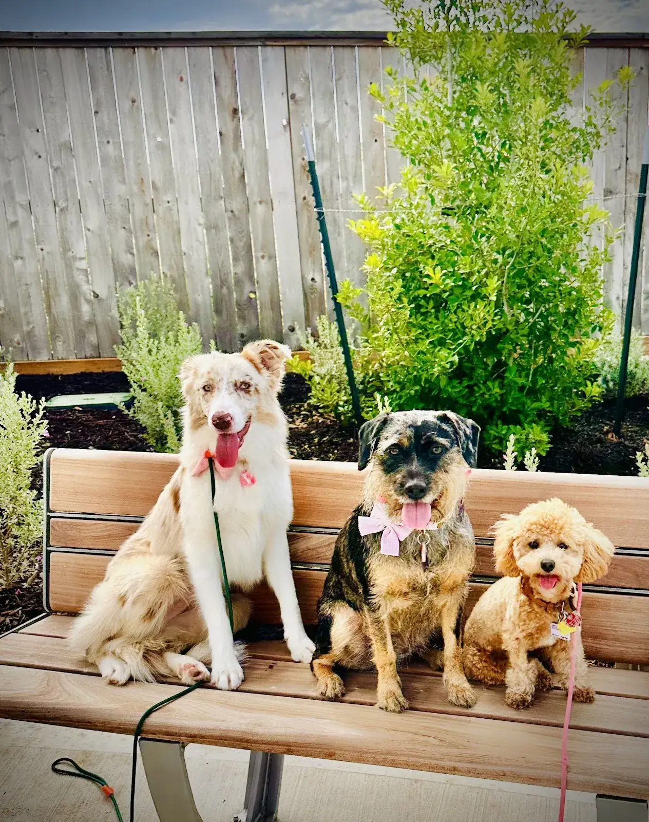 Three dogs sitting together on a bench during a field trip