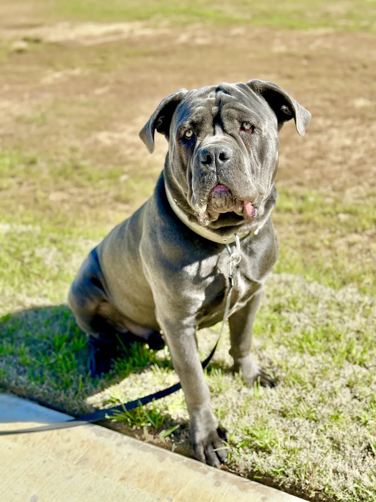 A cane corso holding a calm sit on a lawn after aggressive dog training with Best Dog University in Houston