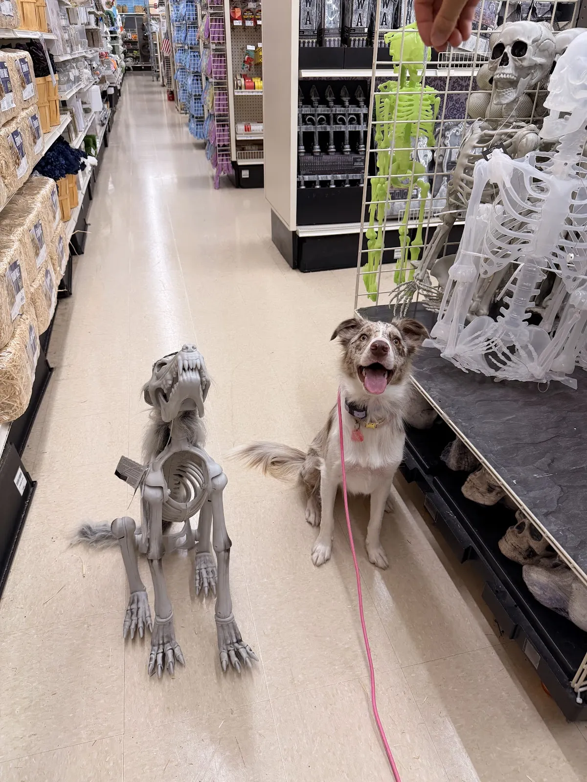Two dogs holding a sit in a store aisle full of seasonal decorations on a Platinum field trip