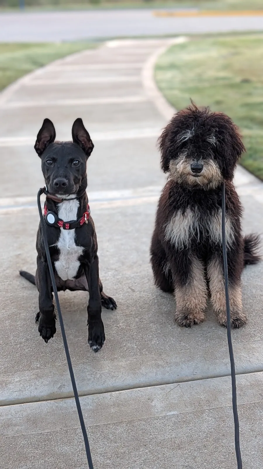 Two dogs holding a calm sit side by side on a Houston sidewalk, the neutrality reactive dog training builds
