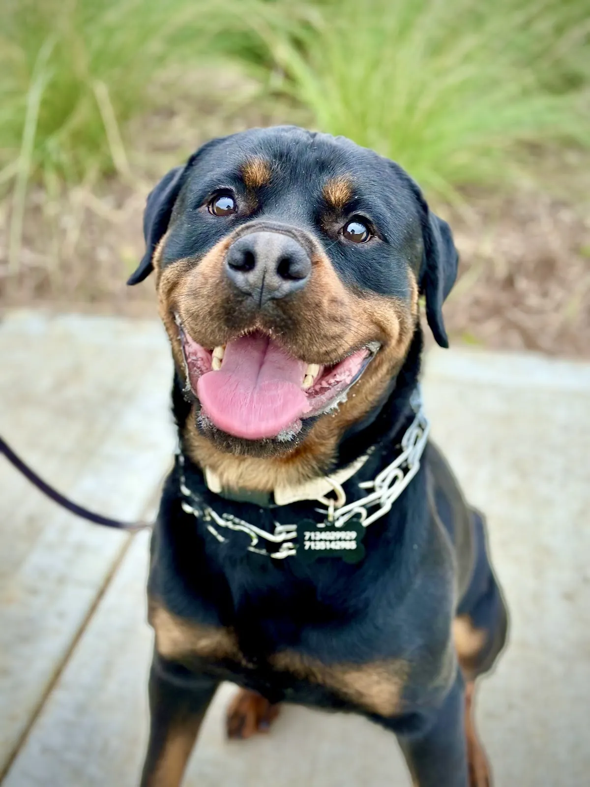 A Rottweiler holding a sit on a neighborhood sidewalk during a board and train stay