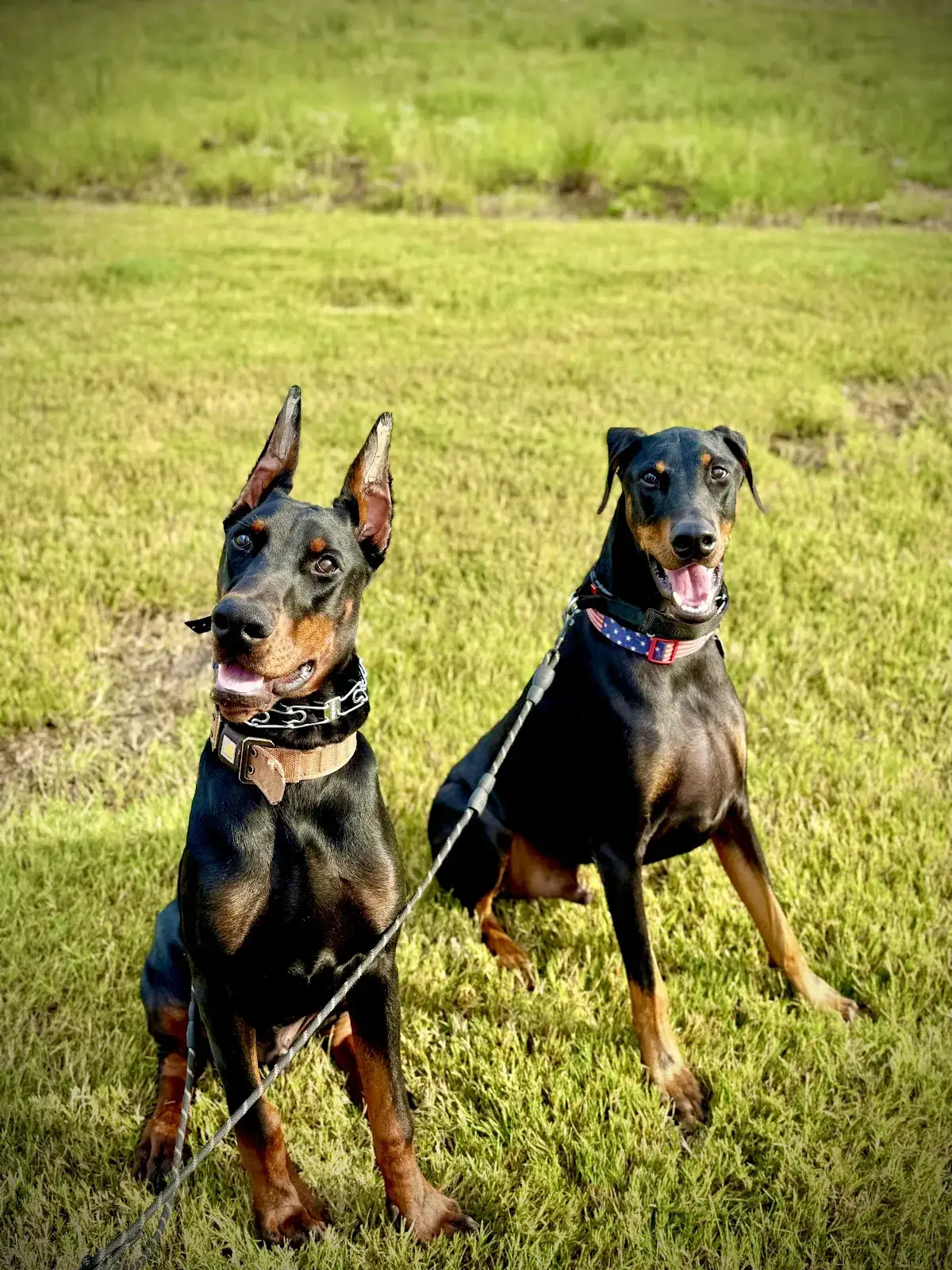 Two Dobermans holding a sit together on the grass during a board and train stay