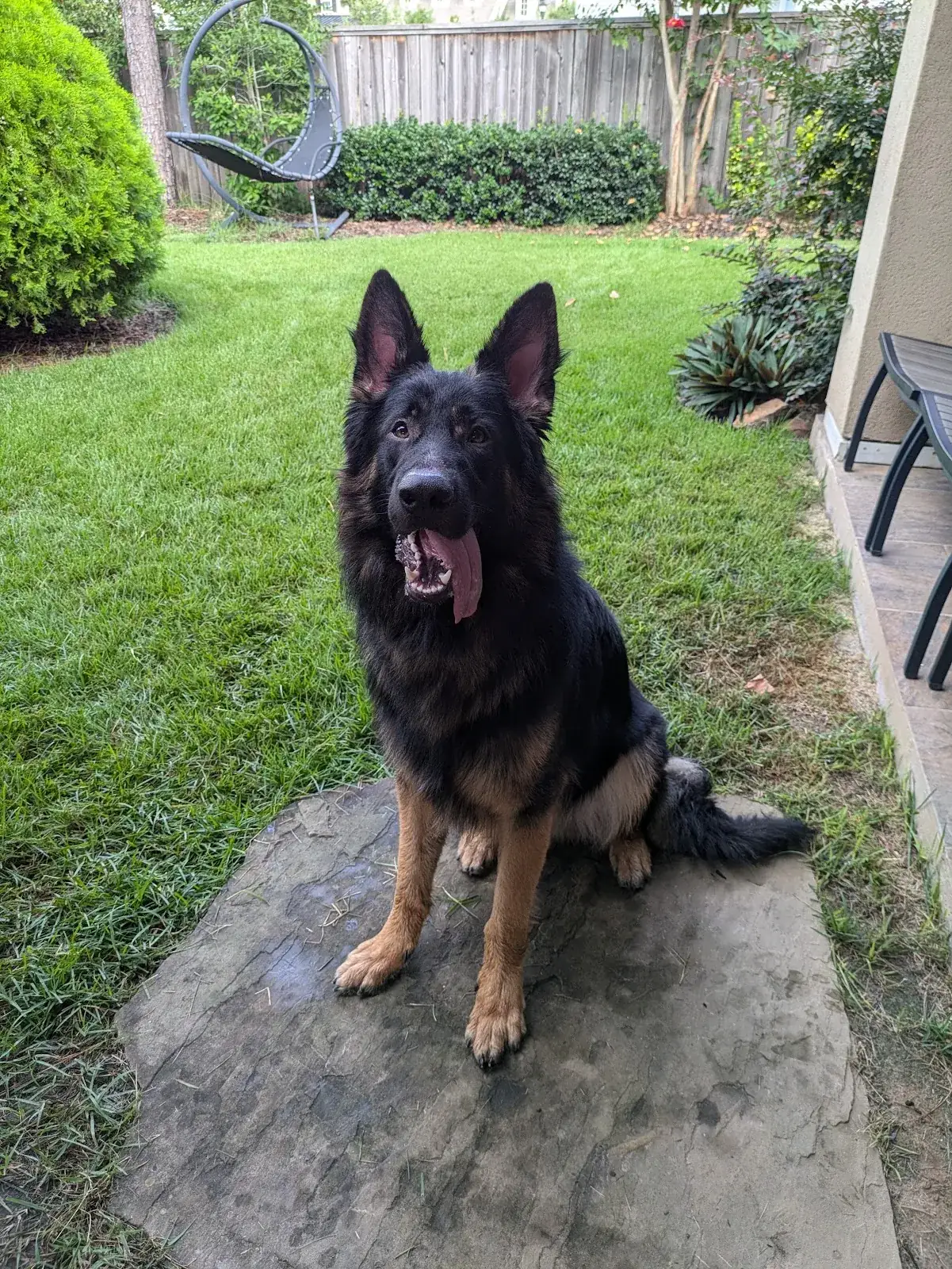 A German shepherd holding a sit on a stone step, waiting for a release