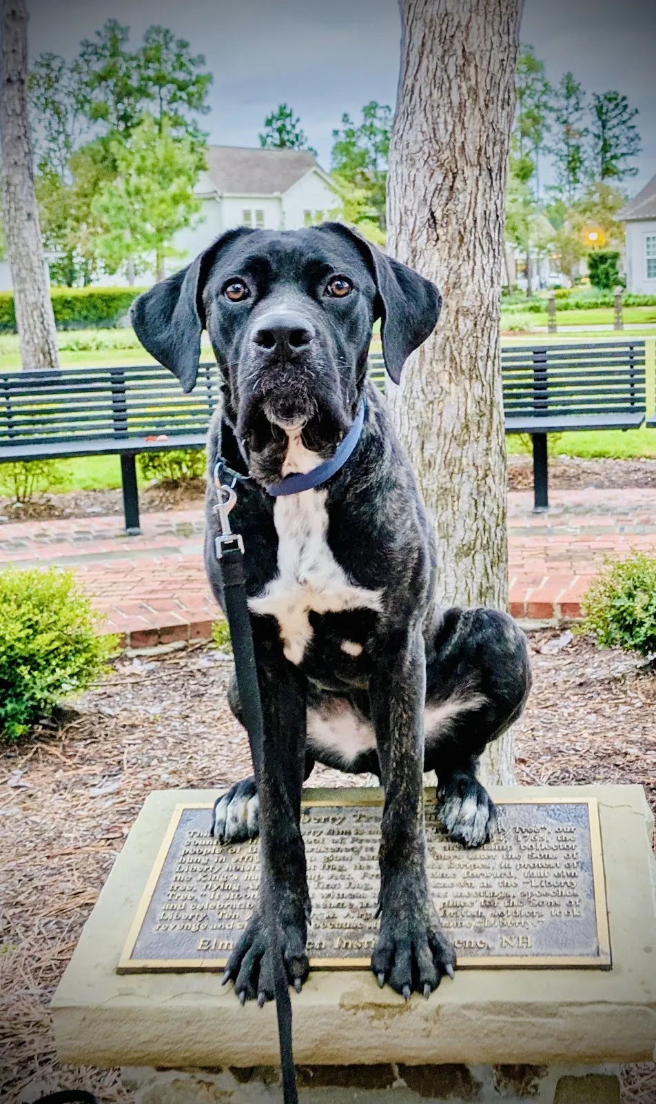 A black dog holding a sit on a park pedestal during a training session