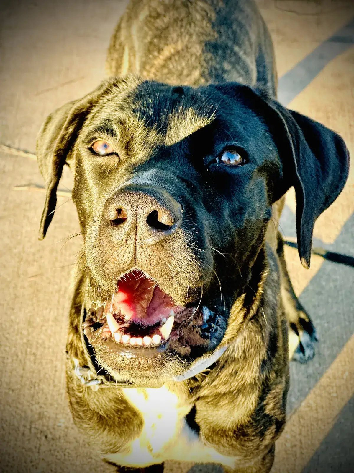 A blue-eyed cane corso looking up attentively, a powerful breed our trainers often see for aggression training in Houston