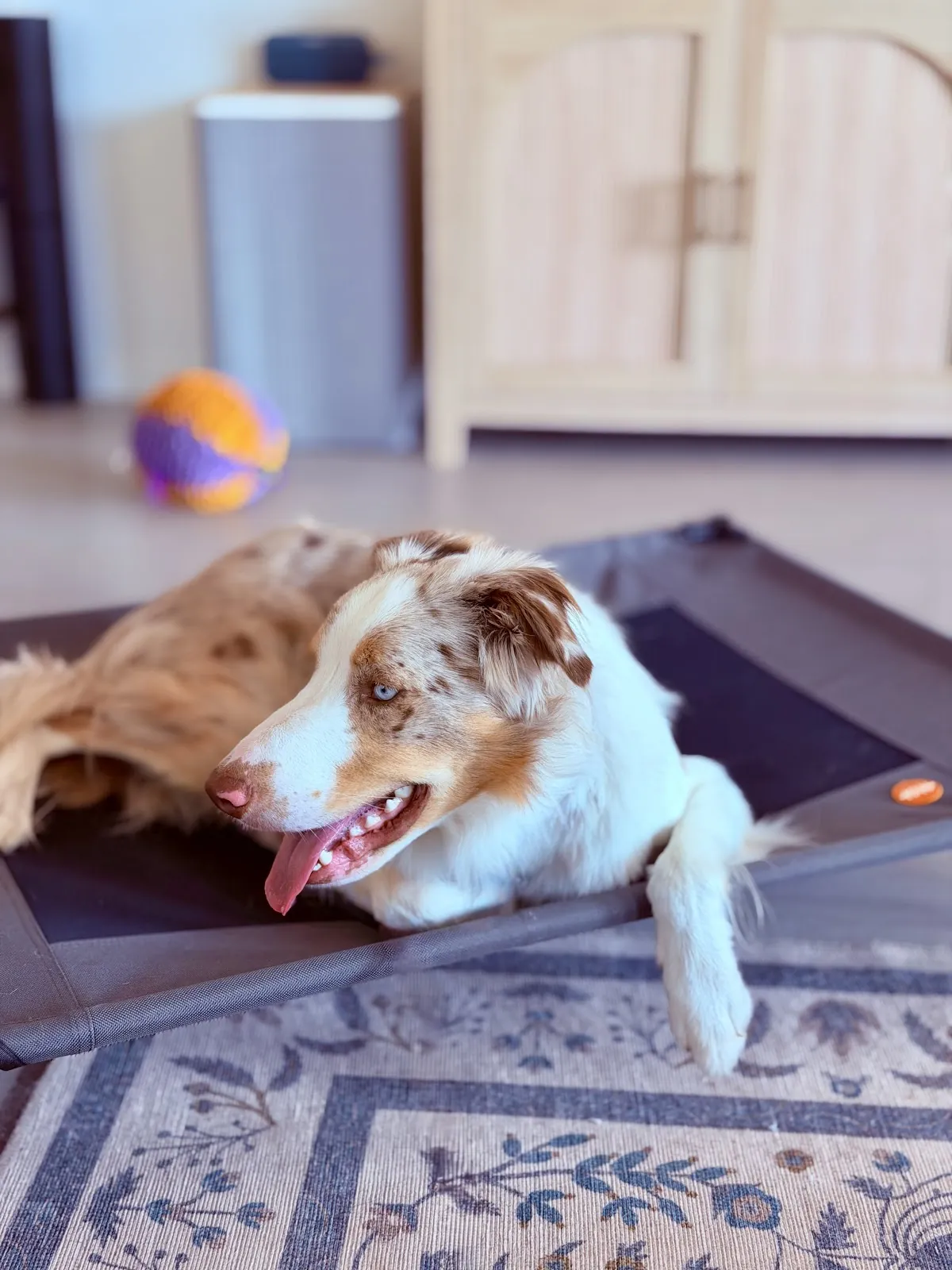 An Australian shepherd settled on a place bed inside our trainer’s home, where board and train dogs live