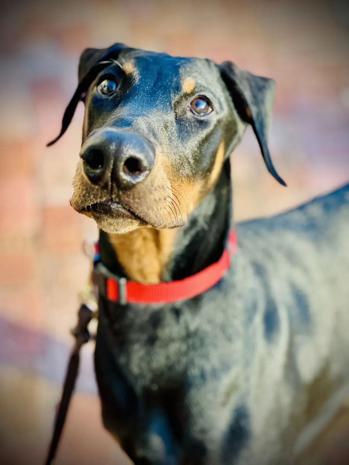 A Doberman in a red collar at the training home, the breed the program is built for