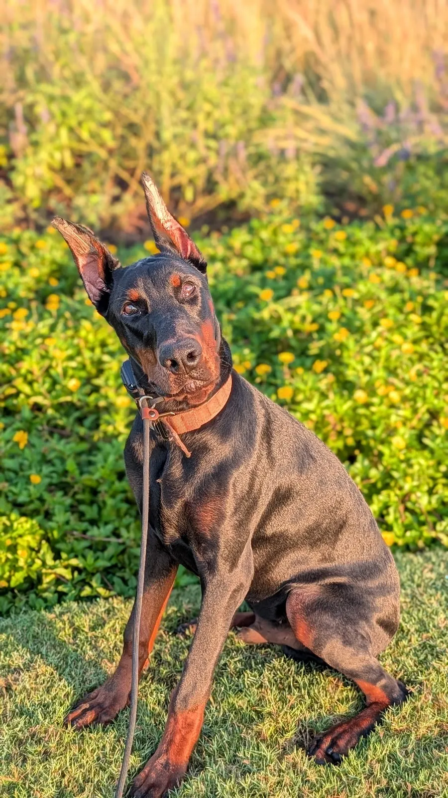 A Doberman sitting among wildflowers, a Best Dog University dog holding a stay in open country