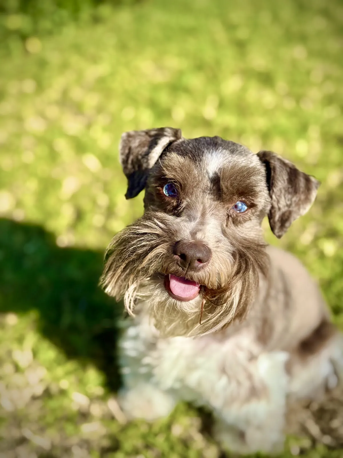 A miniature schnauzer looking up in the sunshine, one of the dogs trained by Best Dog University