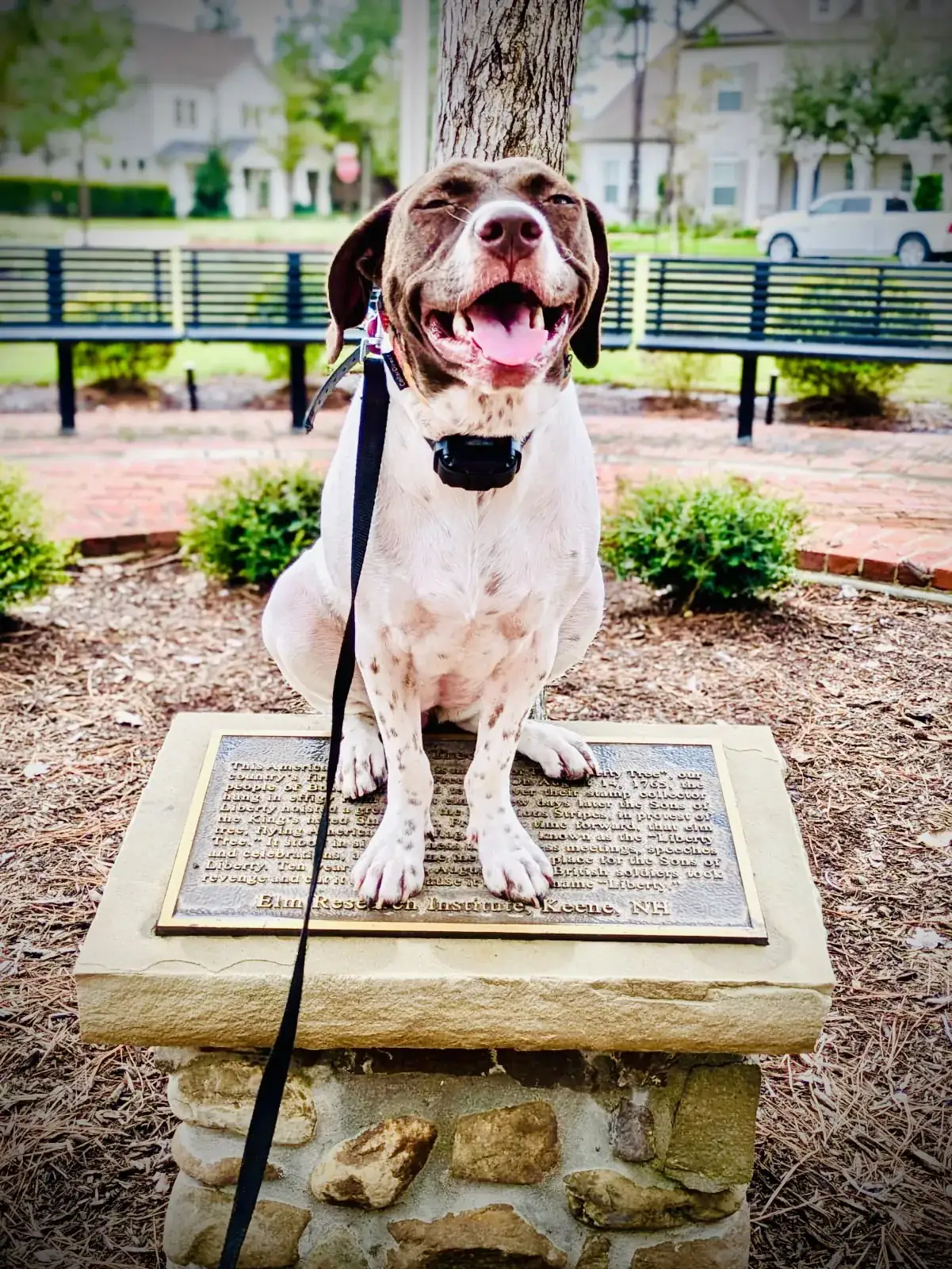 A pointer holding a sit on a stone pedestal in a park during a board and train field trip