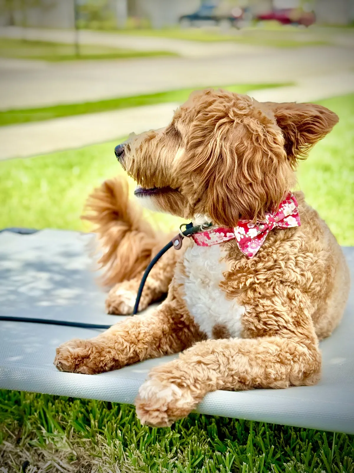 A goldendoodle relaxing on a raised place bed, the command that gives a dog an off switch