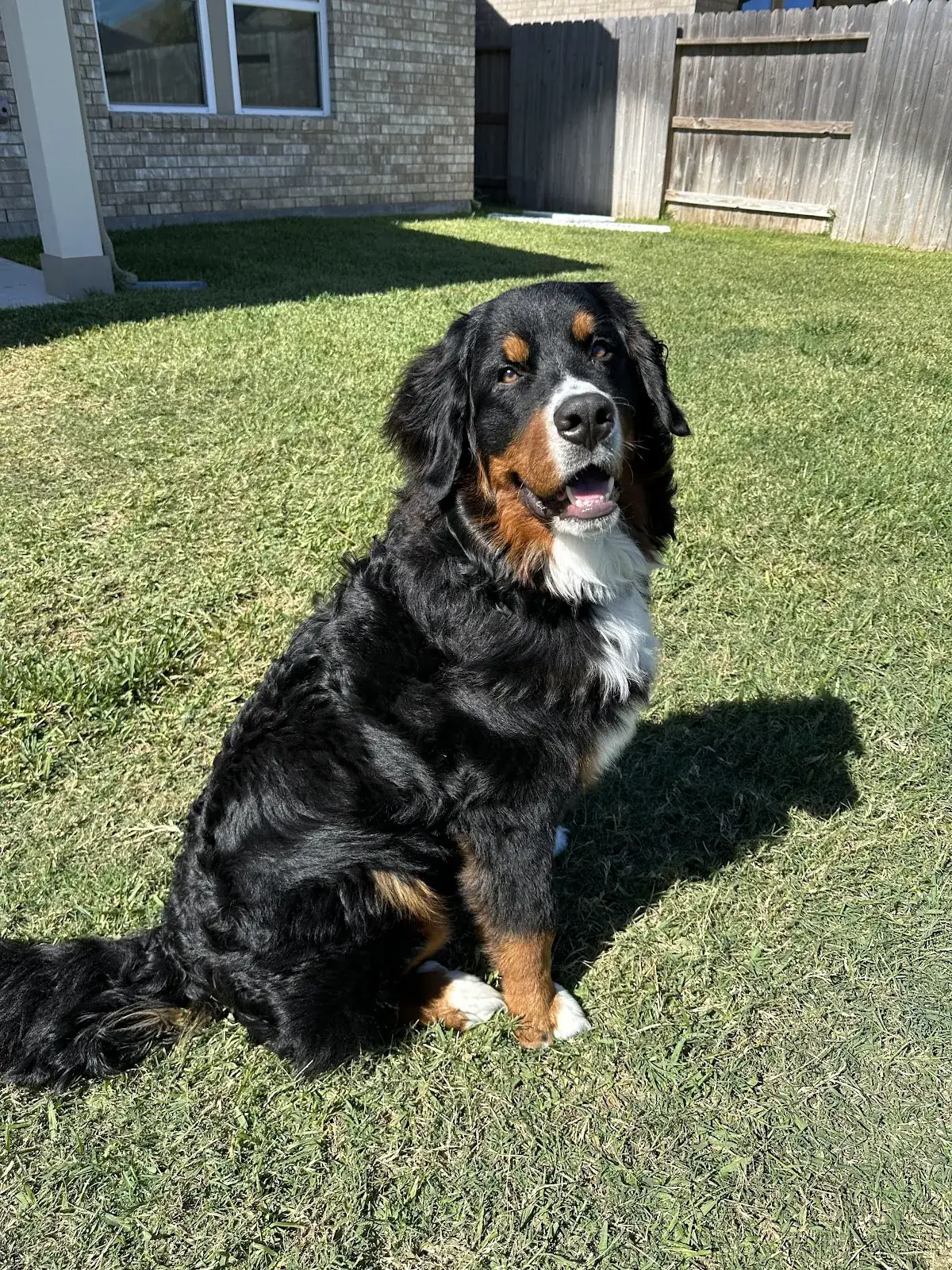 A Bernese mountain dog sitting calmly in a Houston backyard partway through a board and train stay